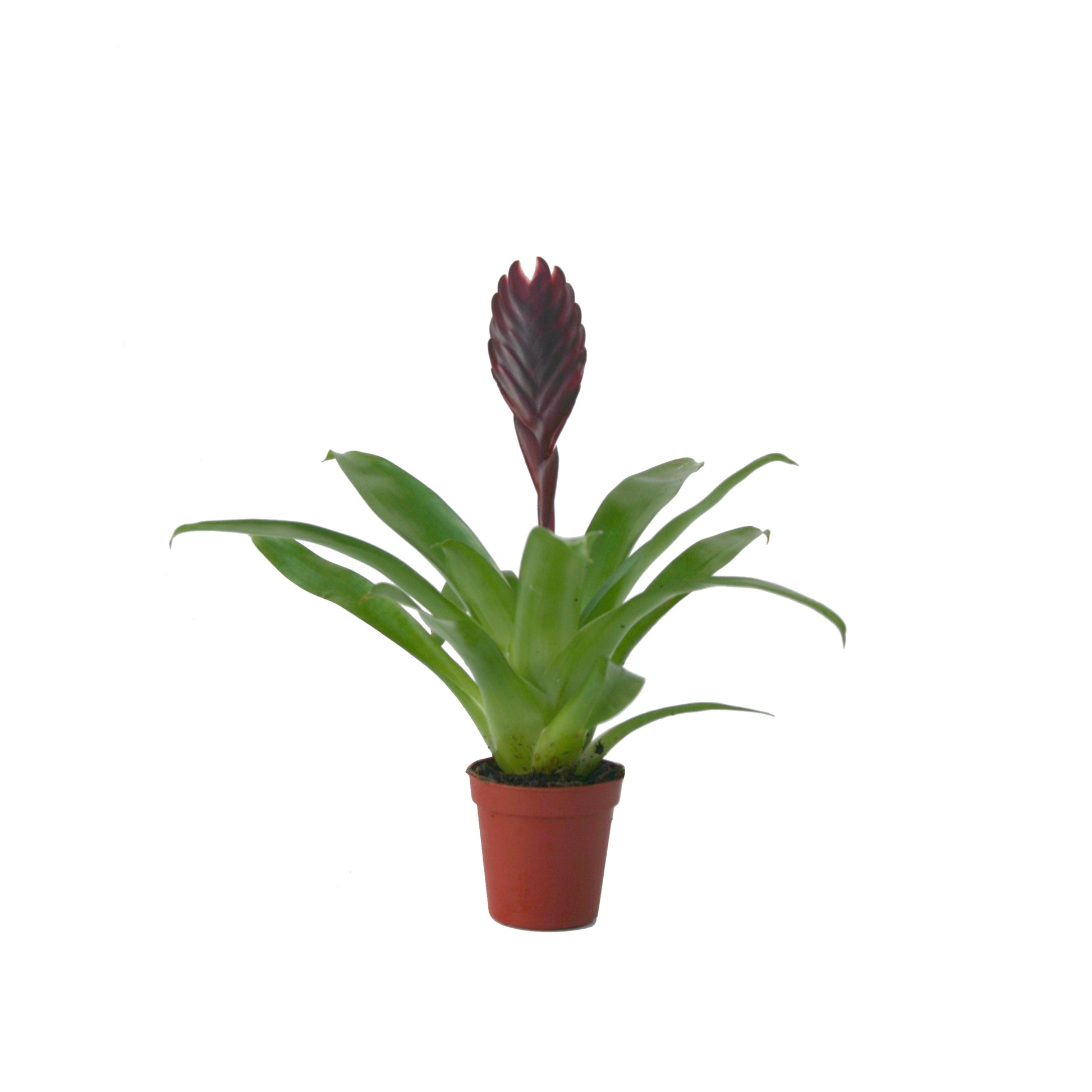 Vriesea Cathy 15cm 5.5cm Pot