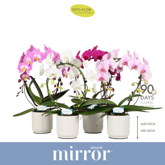 Phalaenopsis Mirror Miracle mix (+ drp.Lazio) 50cm 12cm Pot