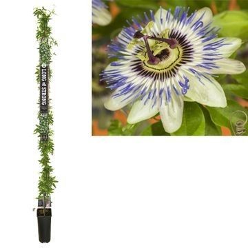 Passiflora caerulea 210cm 23cm Pot
