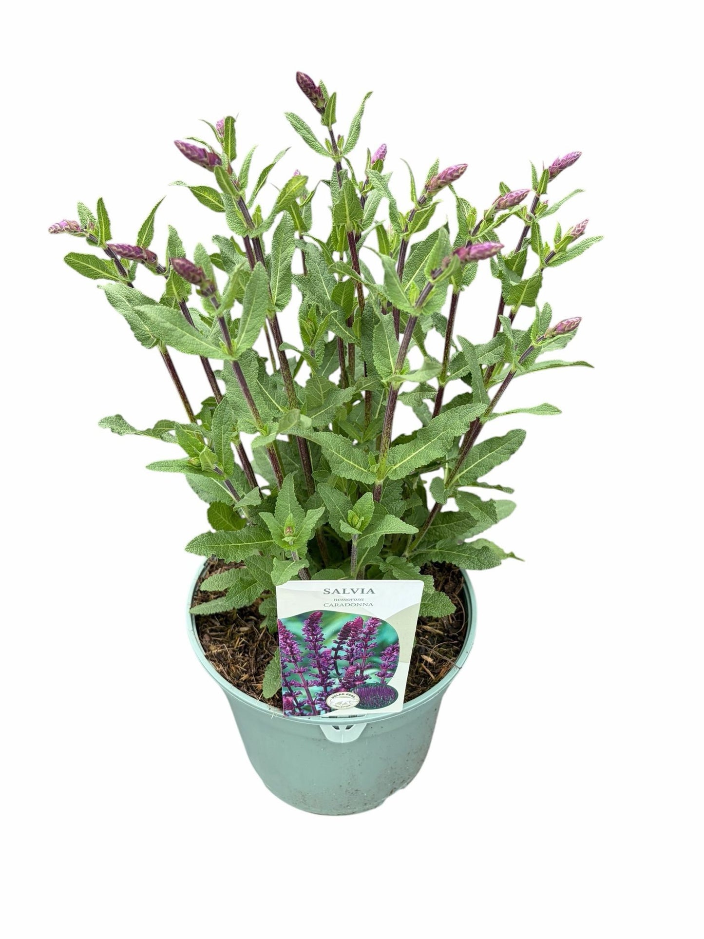 Salvia nemorosa 40cm 19cm Pot