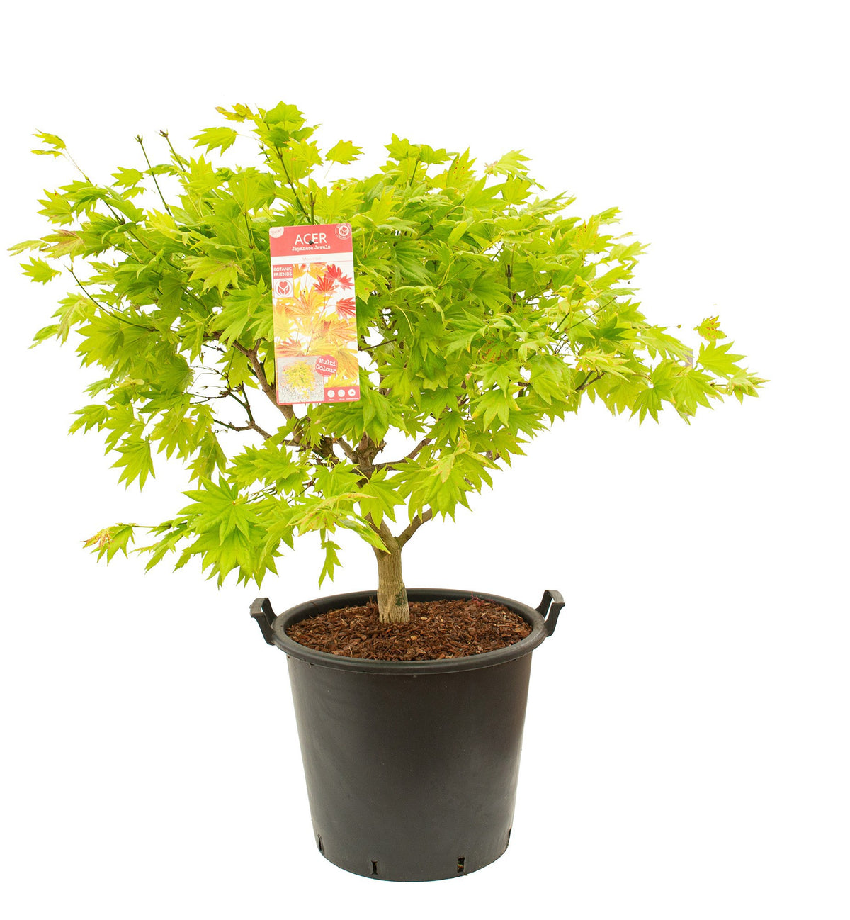 Acer shirasawanum 140cm 50cm Pot