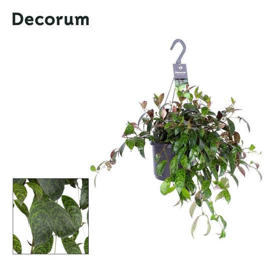 Aeschynanthus marmoratus Hanging Basket 35cm 17cm Pot