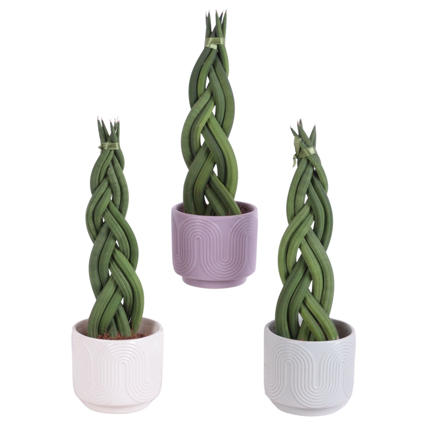 Sansevieria cylindrica 30cm 11cm Pot