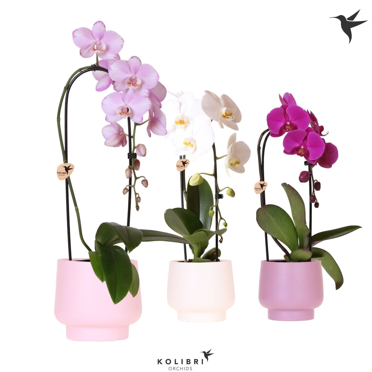 Phalaenopsis Elegant cascade 50cm 12cm Pot
