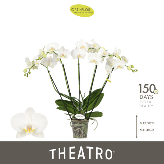 Phalaenopsis white 60cm 12cm Pot