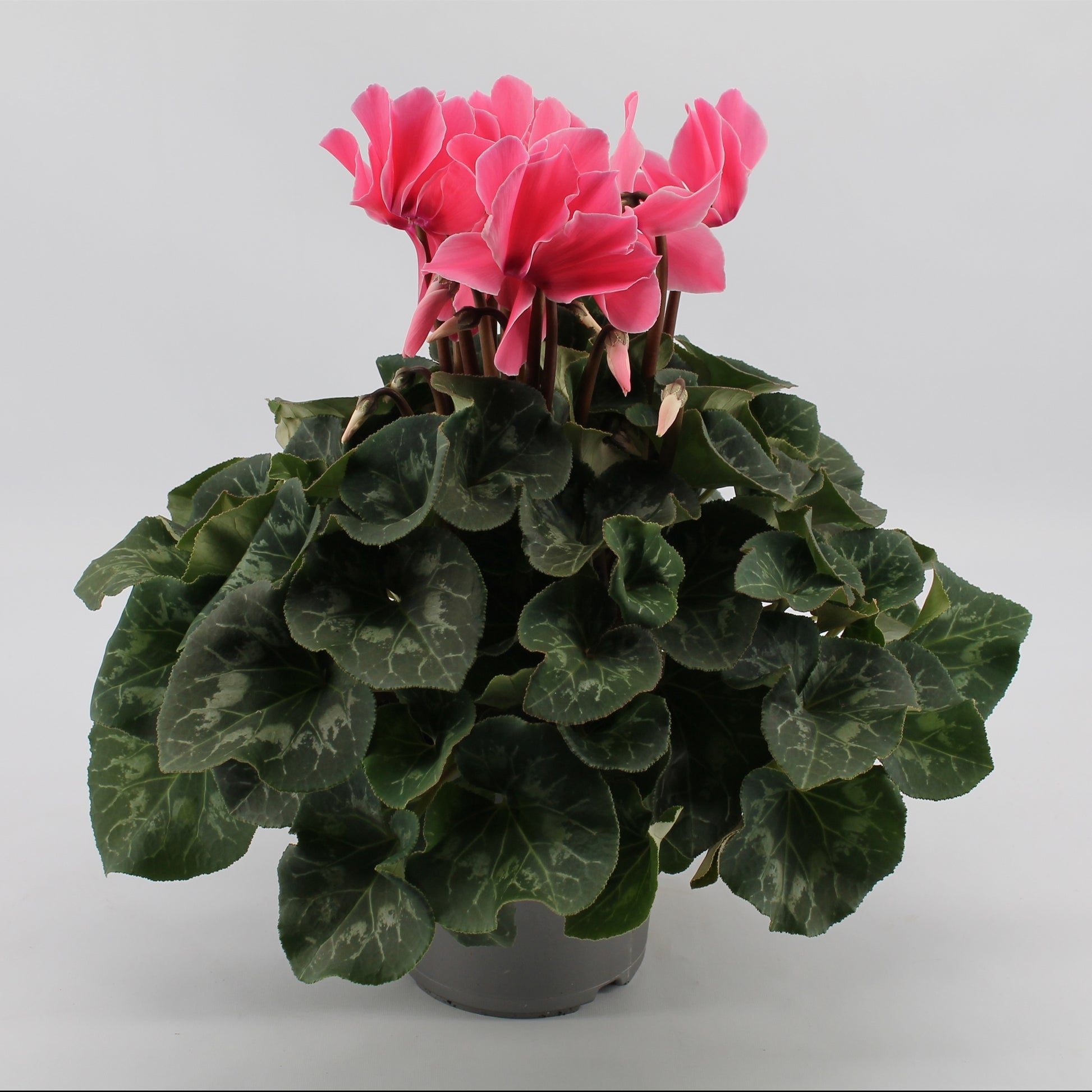 Cyclamen Mammoth light pink 40cm 17cm Pot