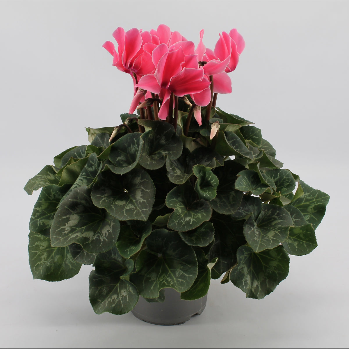 Cyclamen Mammoth light pink 38cm 17cm Pot