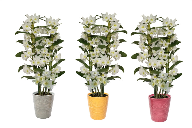 Dendrobium Apollon 50cm 12cm Pot
