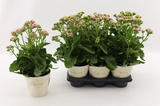 Kalanchoe Rose Flowers Graceful Pink 40cm 14cm Pot