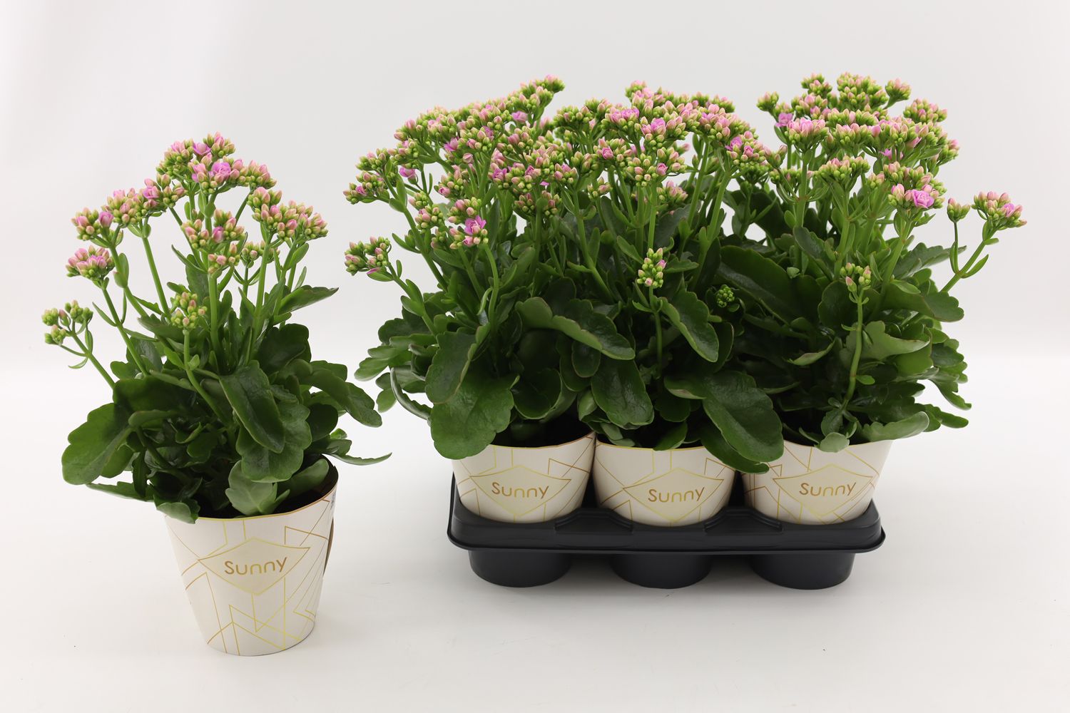 Kalanchoe Rose Flowers Graceful Pink 40cm 14cm Pot