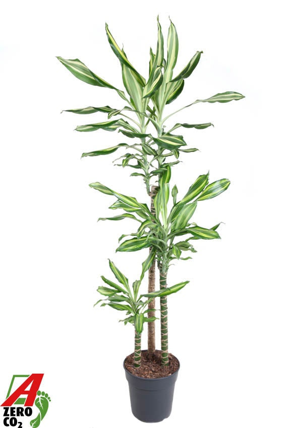 Dracaena fragrans 140cm 24cm Pot