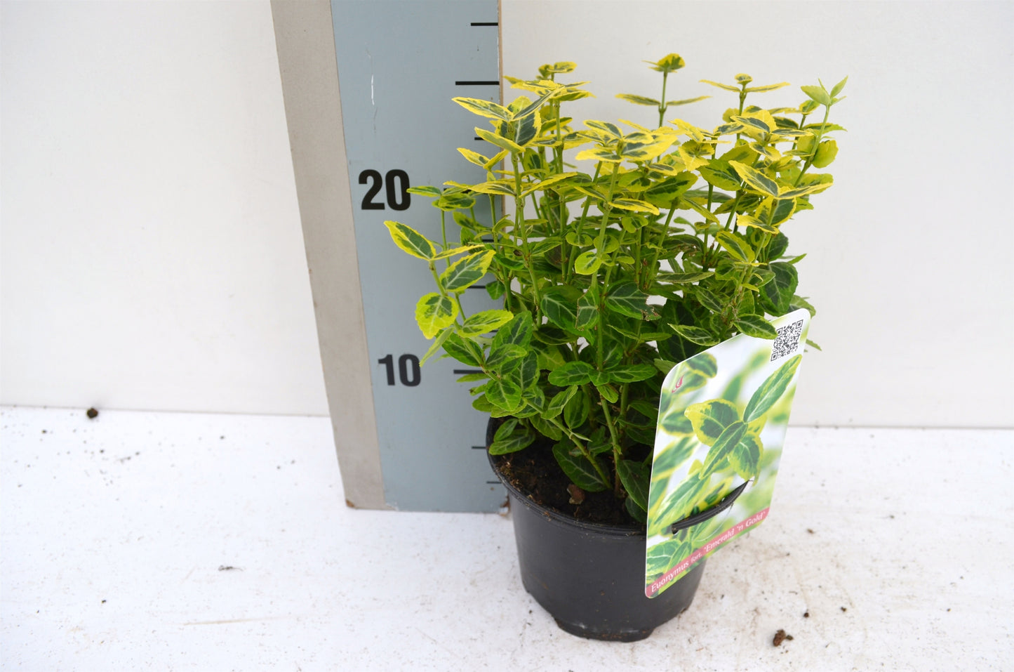Roessel Tuinpl. VOF, B. v. Euonymus Emerald & Gold Pack of 8