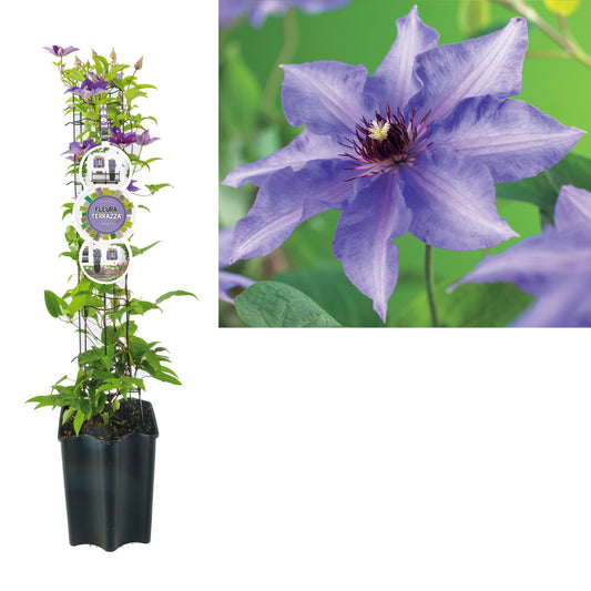 Clematis Koenigskind 75cm 19cm Pot