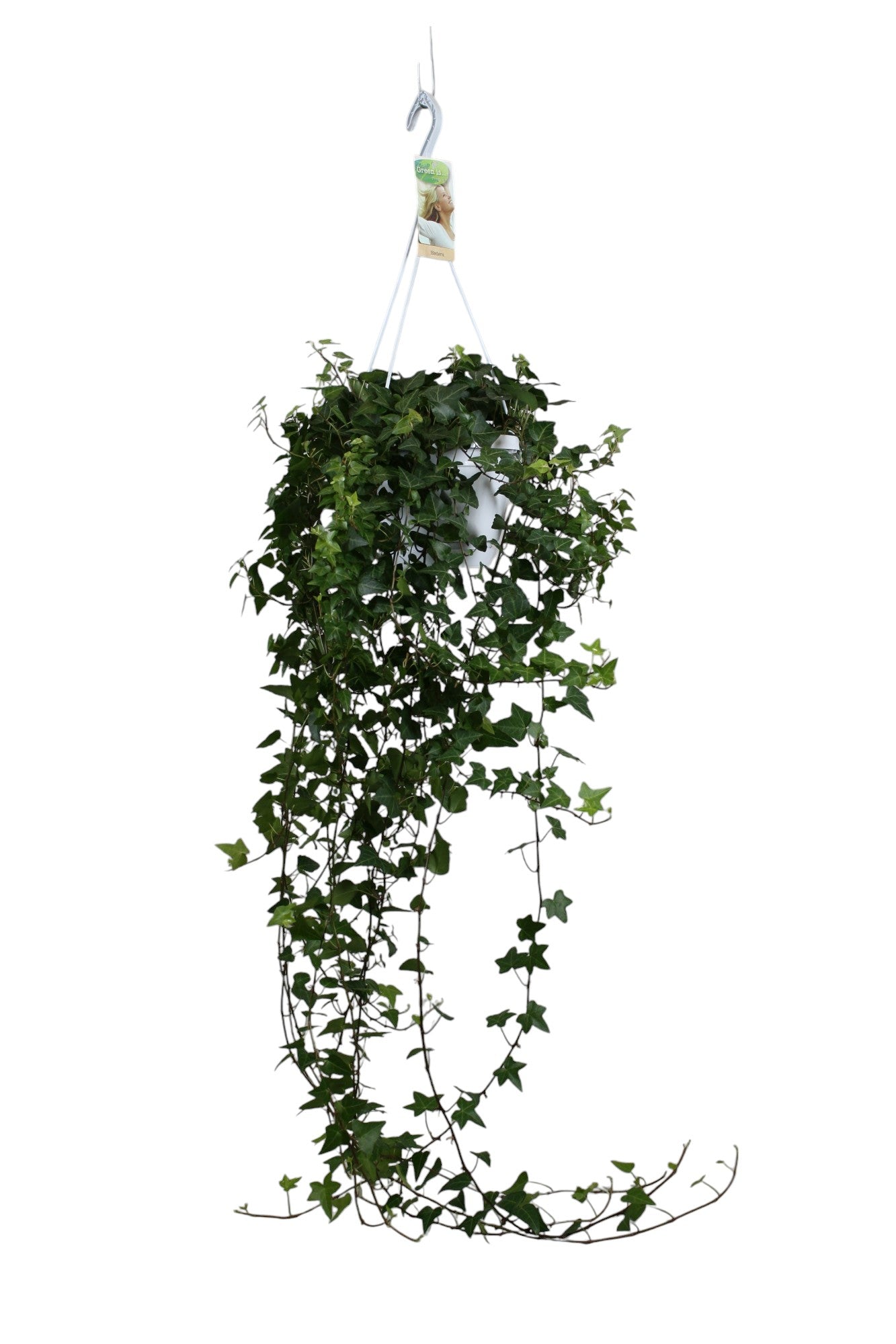 Hedera helix Anna 17cm Pot