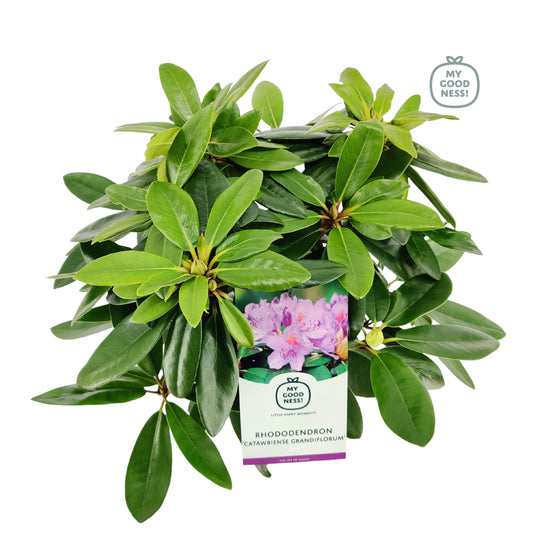 Rhododendron hippophaeoides 40cm 17cm Pot