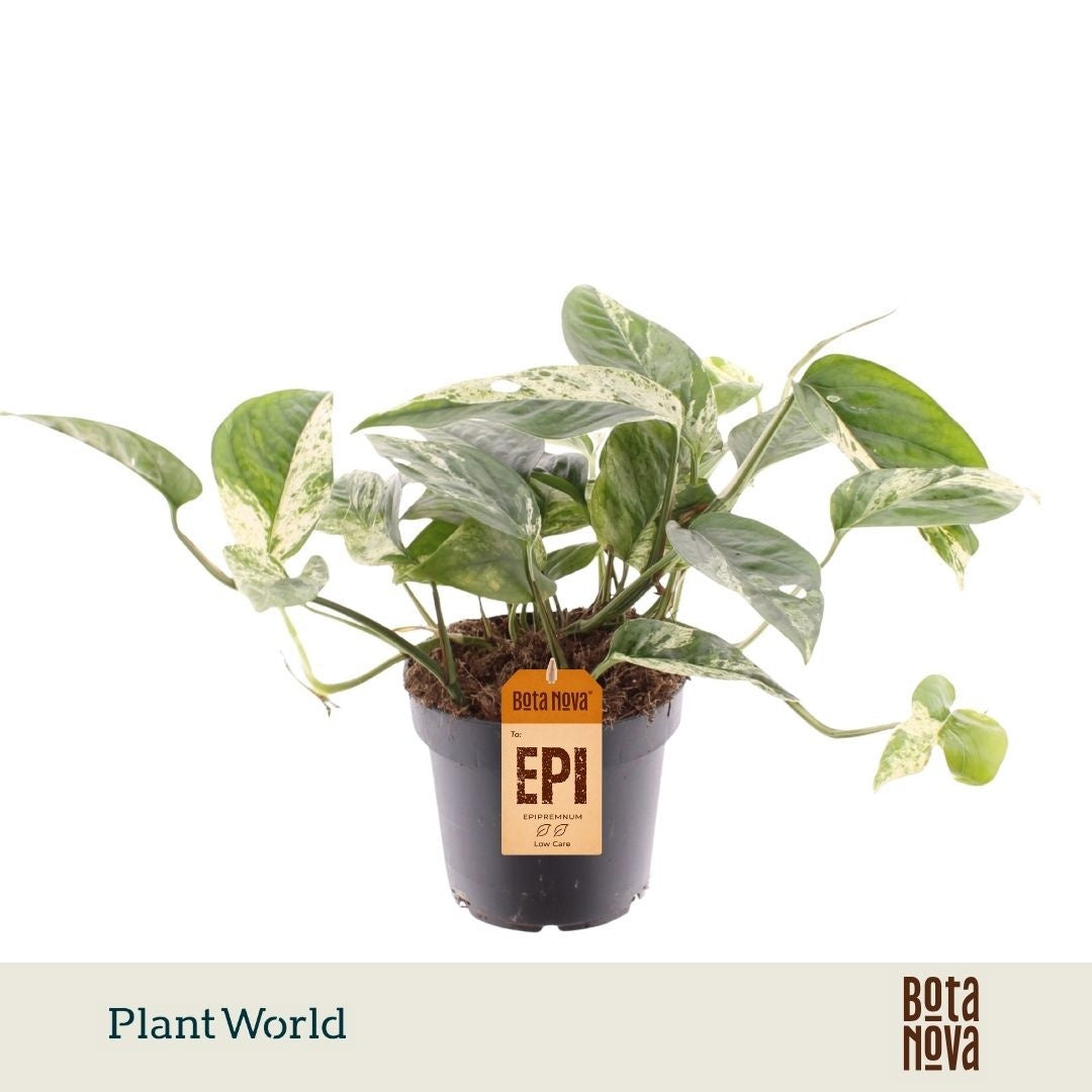 Epipremnum pinnatum 20cm 12cm Pot