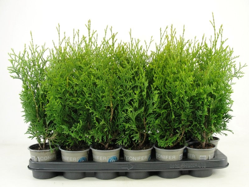 Thuja occidentalis 34cm 9cm Pot