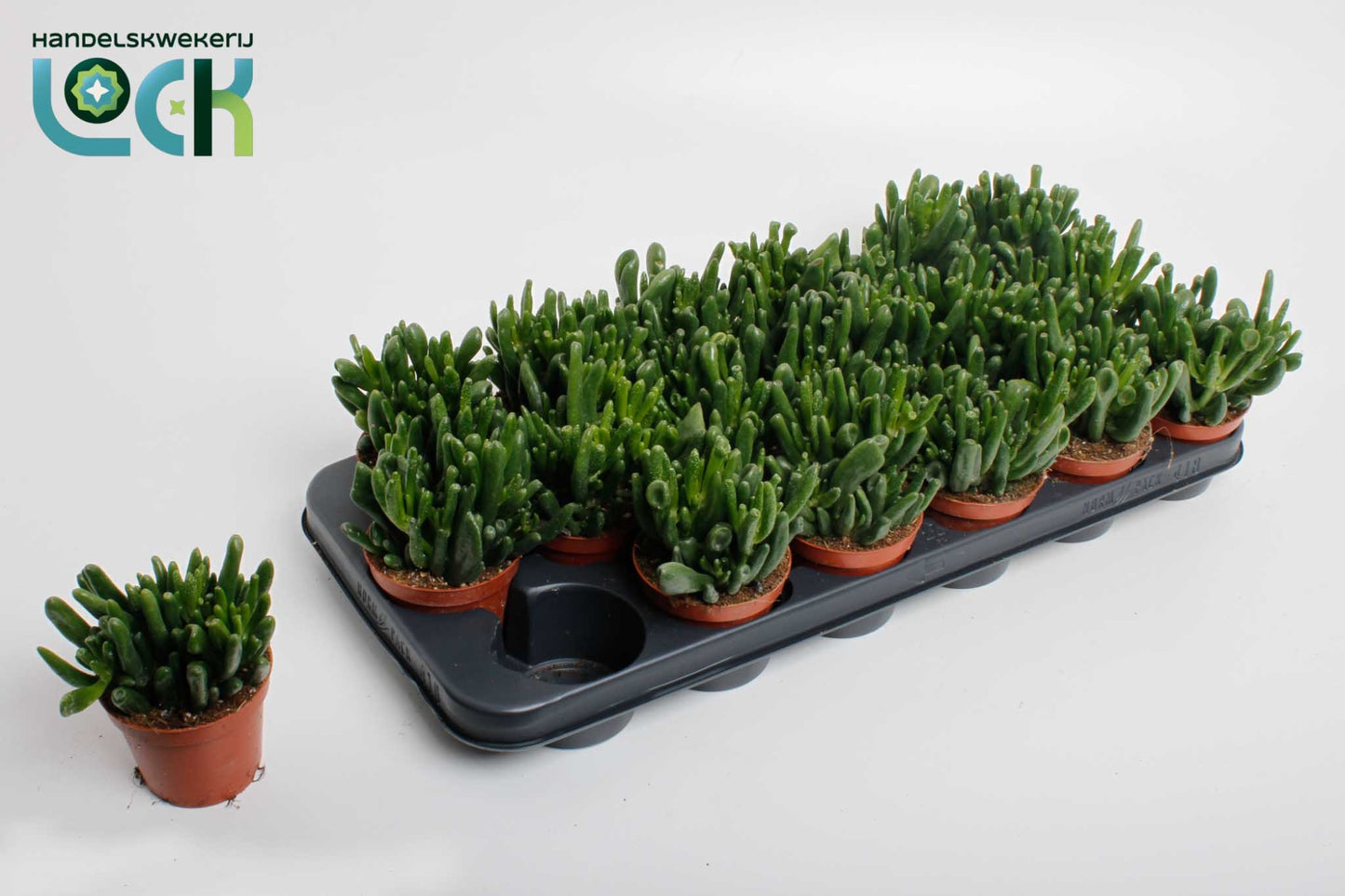 Crassula Horn Tree 15cm 8.5cm Pot