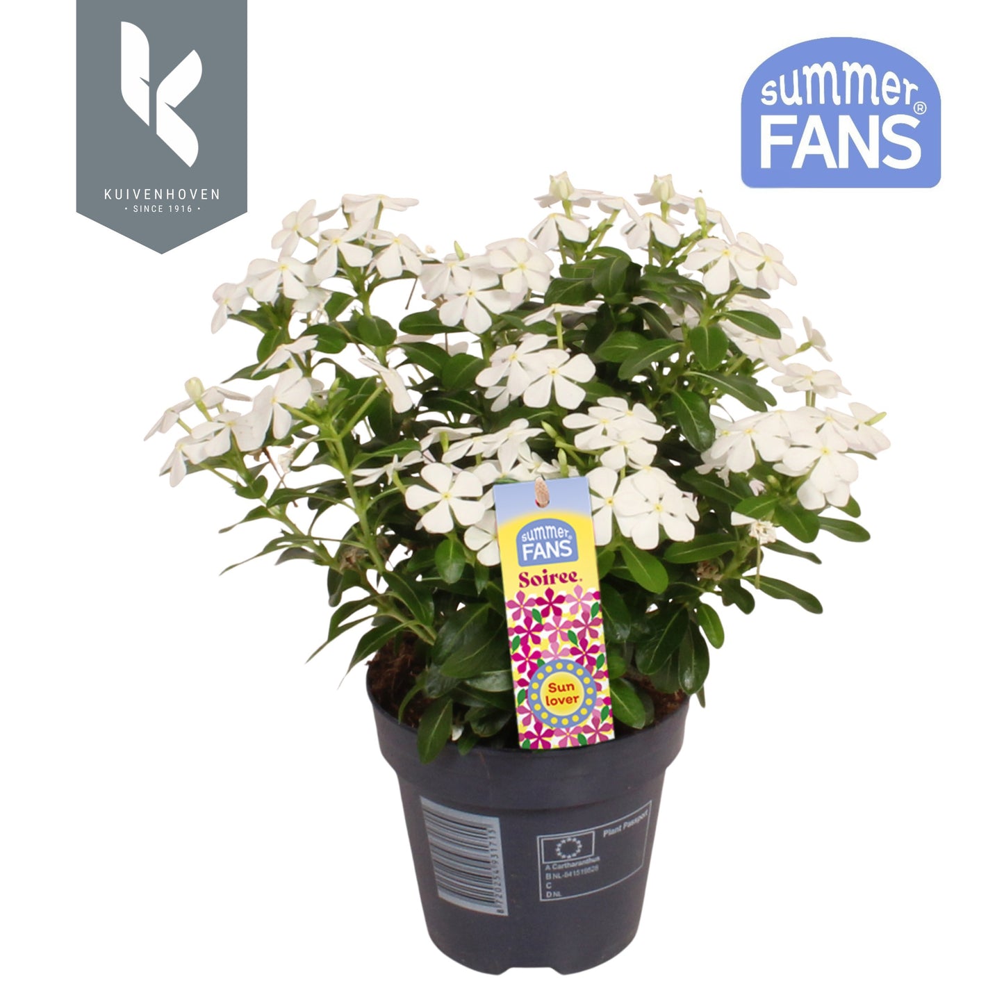 Catharanthus Soirée White 22cm 510cm Pot