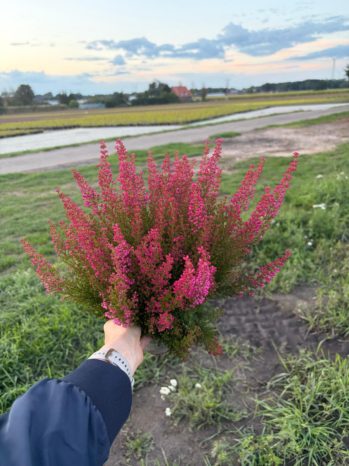Erica gr. Beauty Queen red 25cm 12cm Pot
