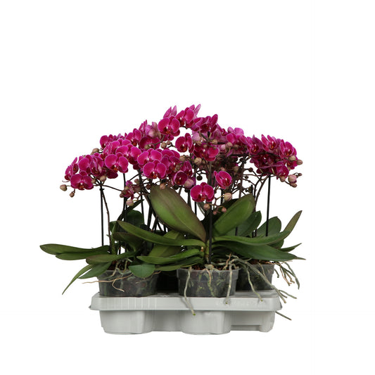 Phalaenopsis Purple 50cm 15cm Pot