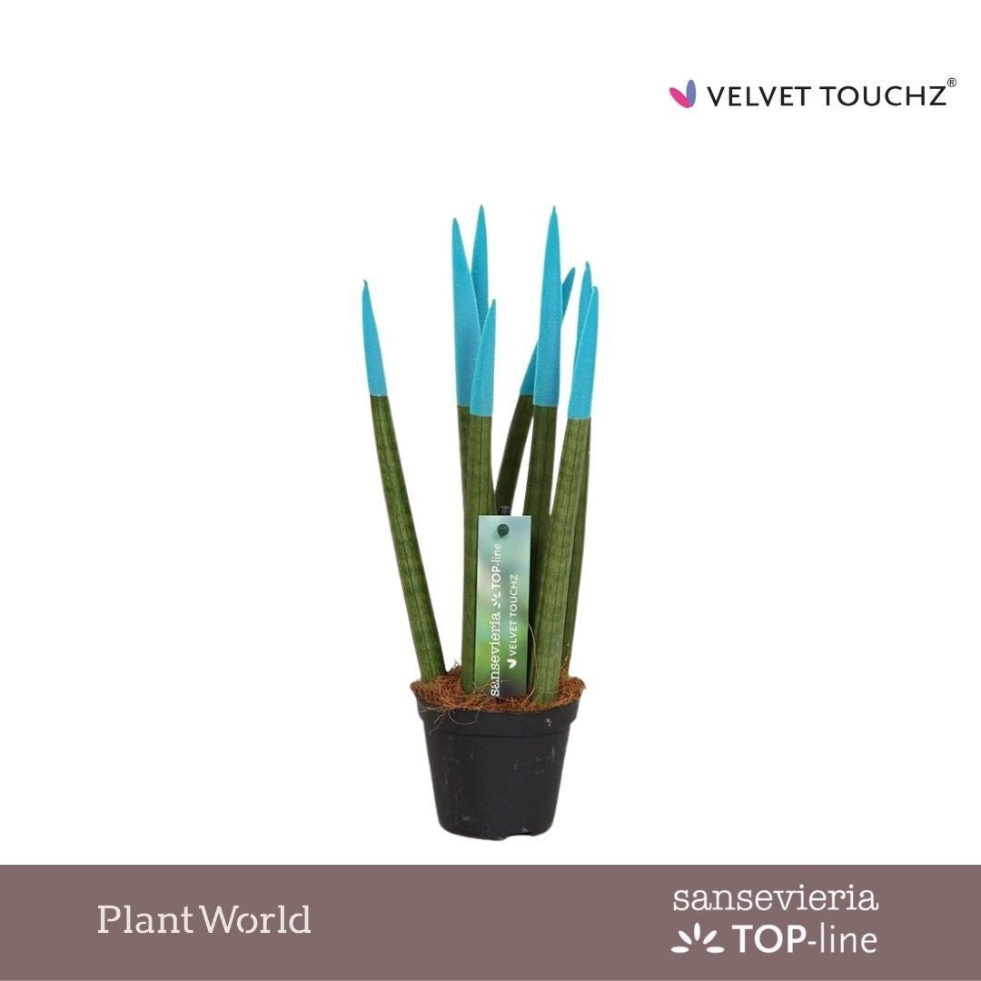 Sansevieria cylindrica 30cm 8.5cm Pot
