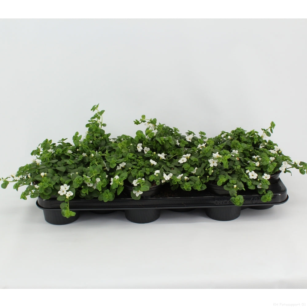 Sutera Snowflake 15cm 510cm Pot