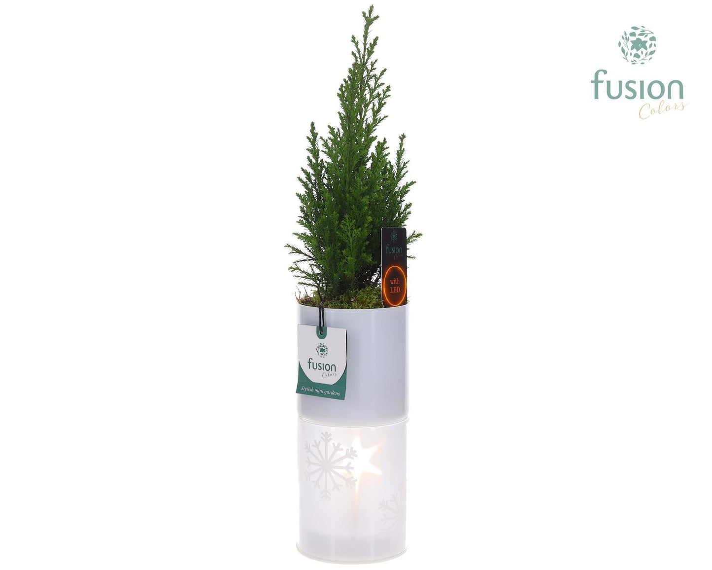 Glas tube Led planter groot met Chamaecyparis 43cm 9cm Pot