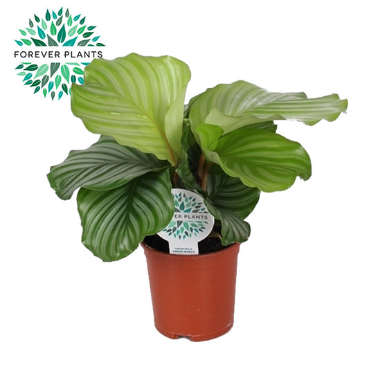 Calathea Orbifolia 45cm 14cm Pot