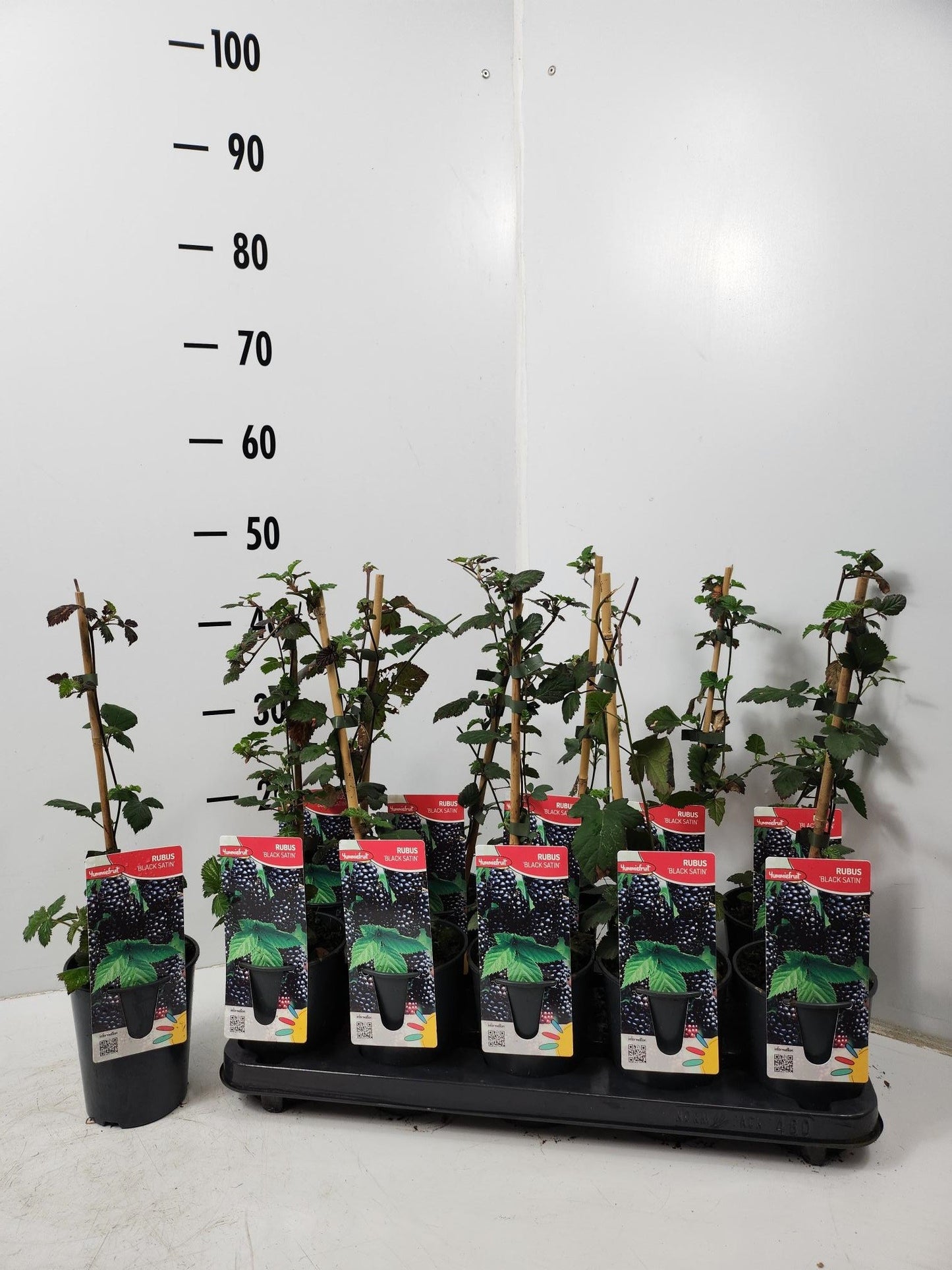 Rubus Black Satin (Thornless Blackberry - Bio) 50cm 12cm Pot