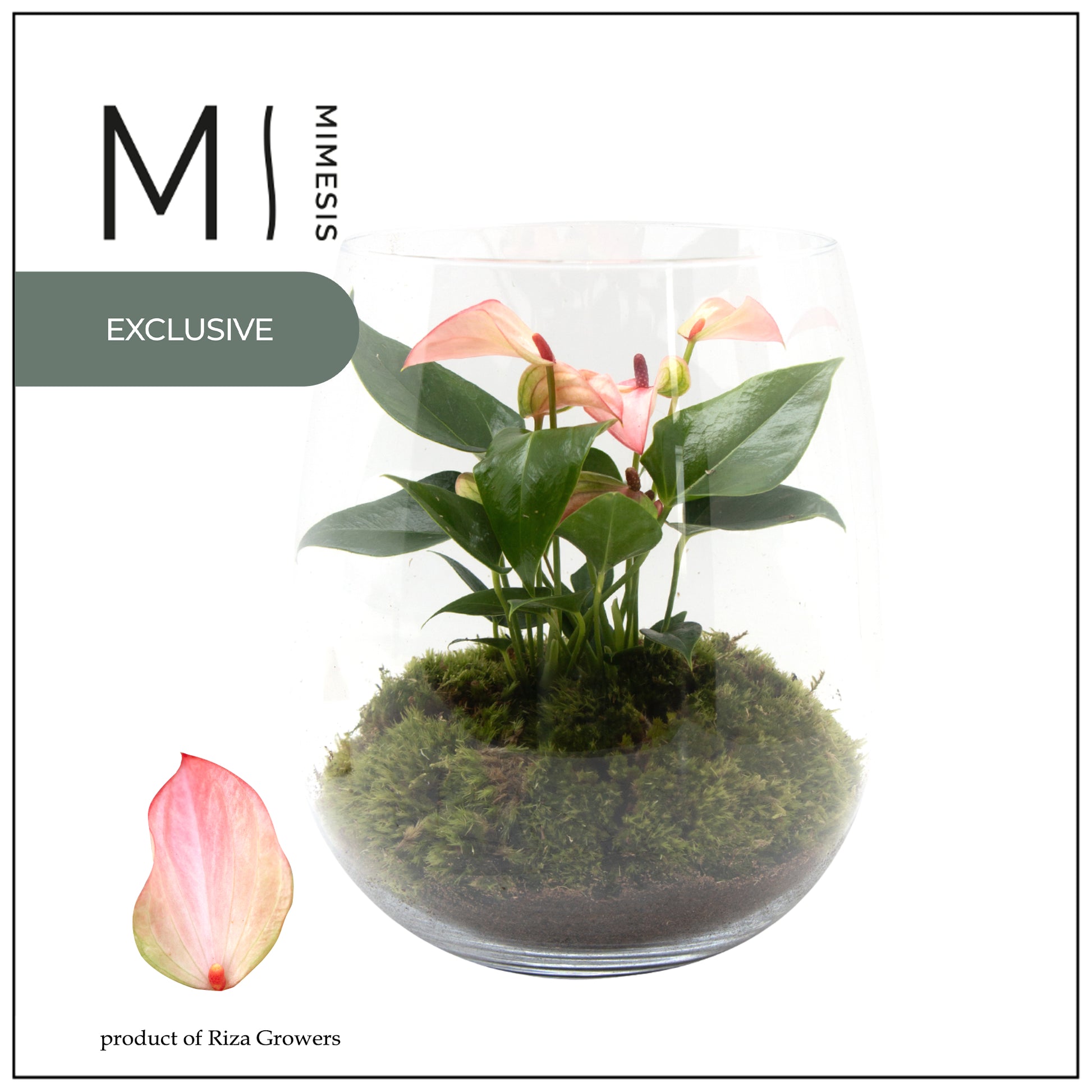 arr. Anthurium 25cm 14cm Pot
