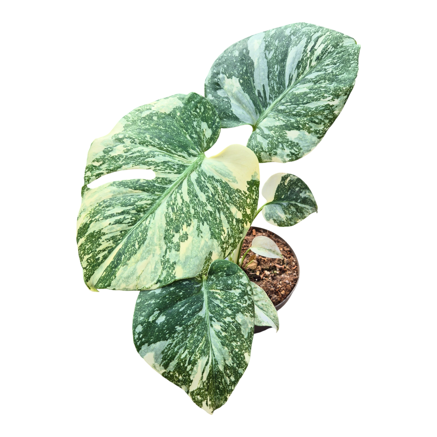 Monstera Thai Constellation 40cm 12cm Pot