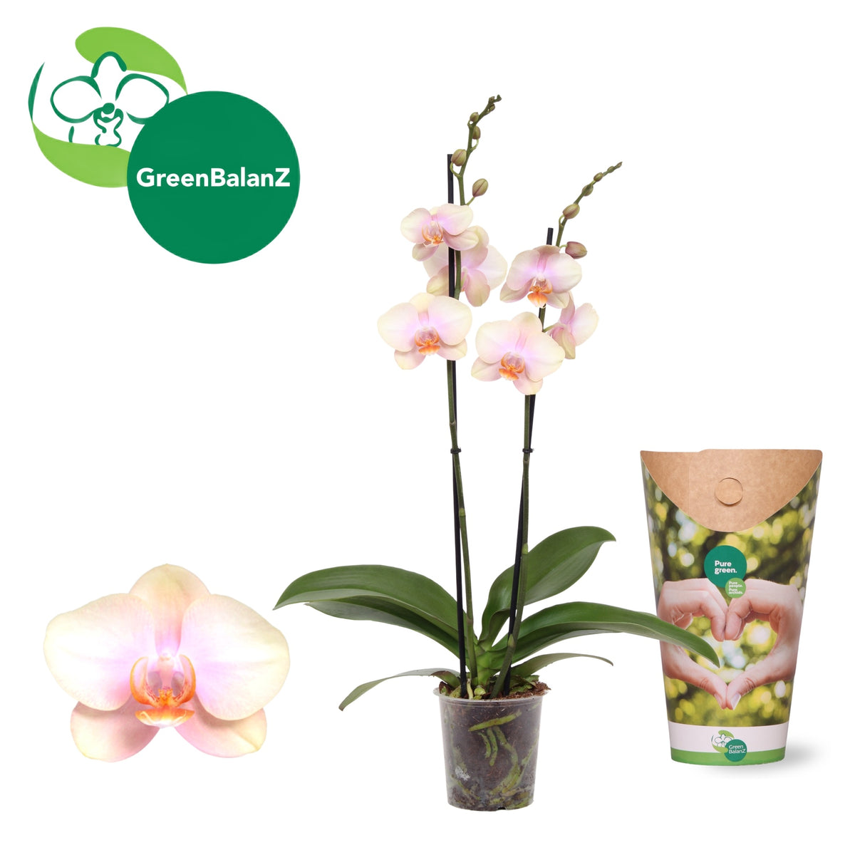 Phalaenopsis Peaches 55cm 12cm Pot