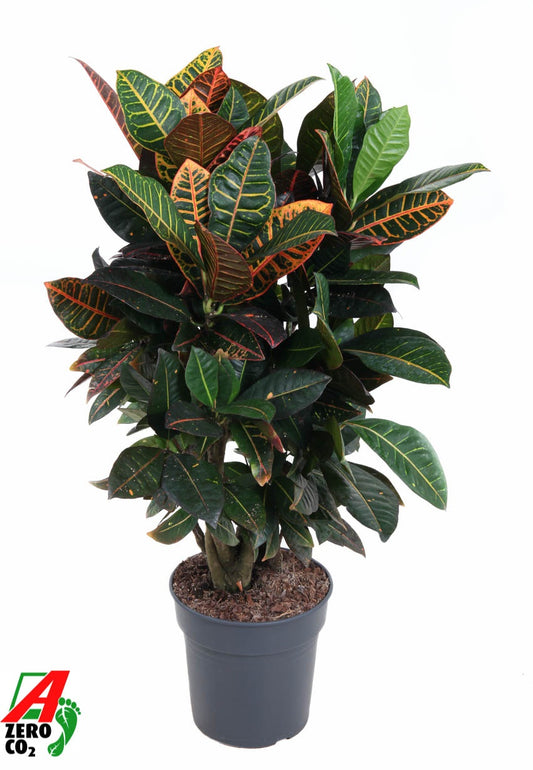 Codiaeum Petra  branched 90cm 24cm Pot