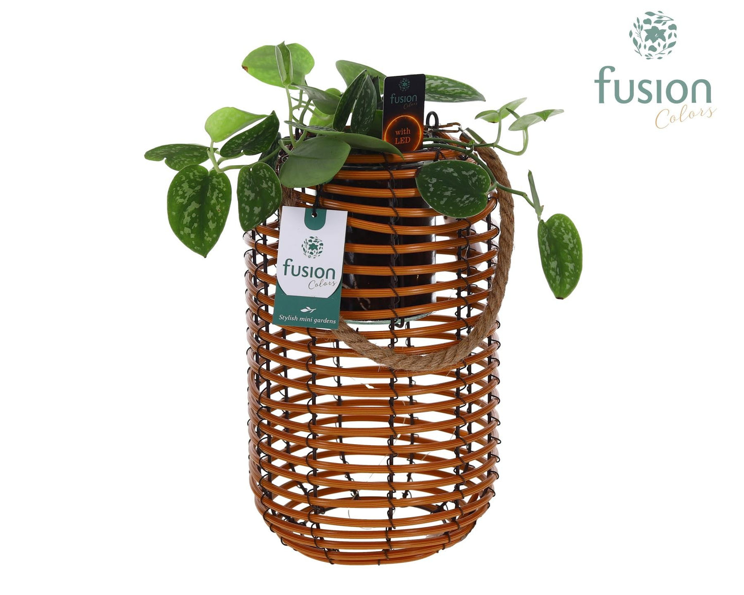 Spiraal mand Hori naturel incl. glas, hengsel en Scindapsus met 12 LED verlichting batterij 35cm 19cm Pot