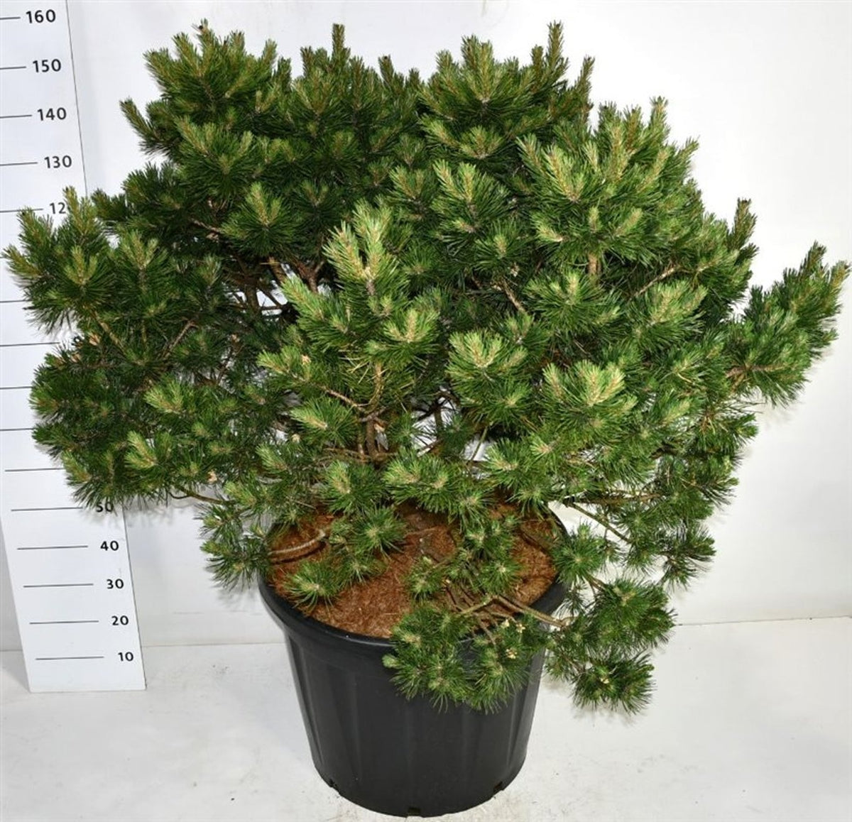 Pinus mugo Gnom 160cm 65cm Pot