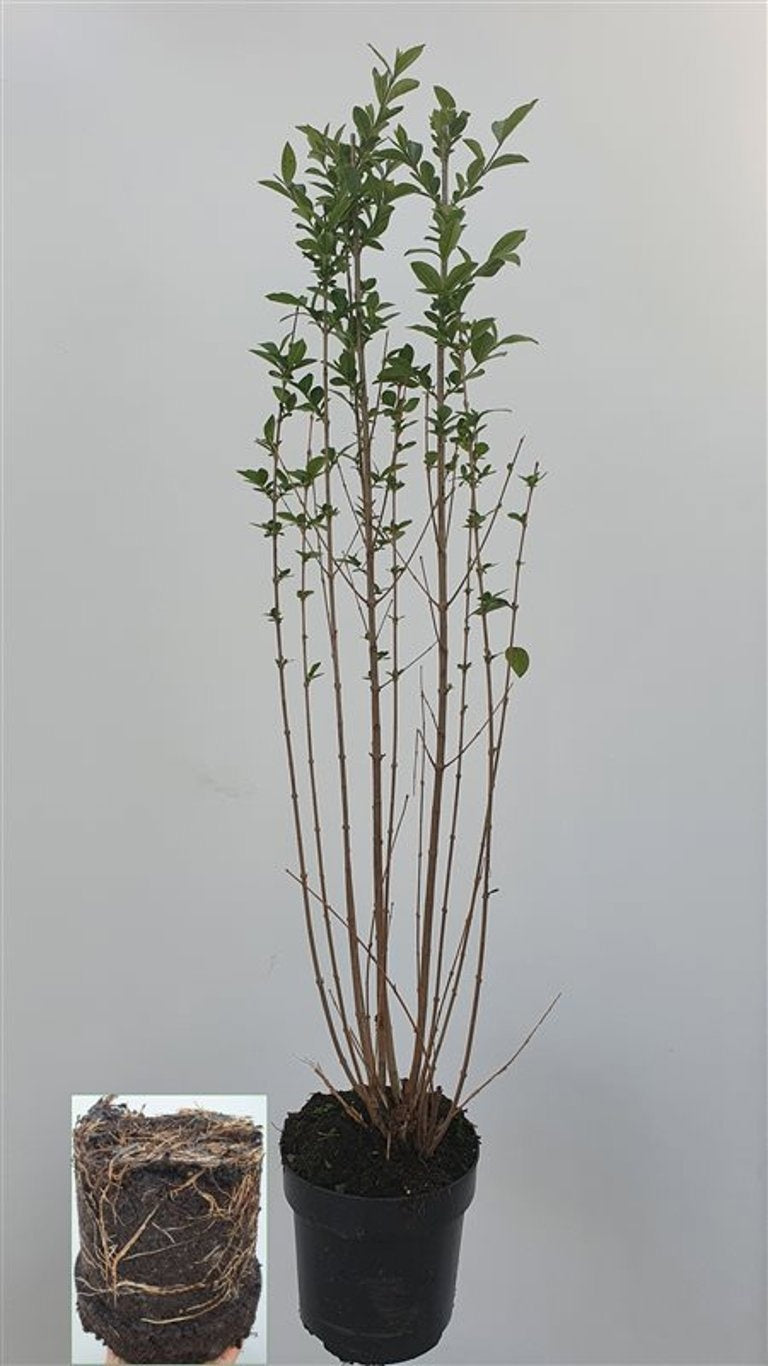 Ligustrum ovalifolium 125cm 21cm Pot
