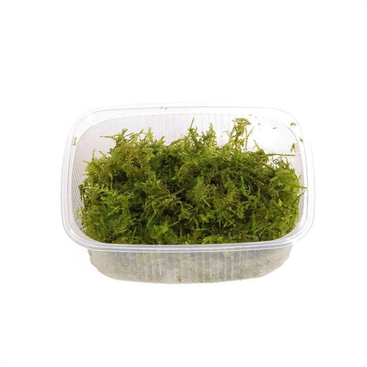 Aquarium plant mix 5cm 2cm Pot