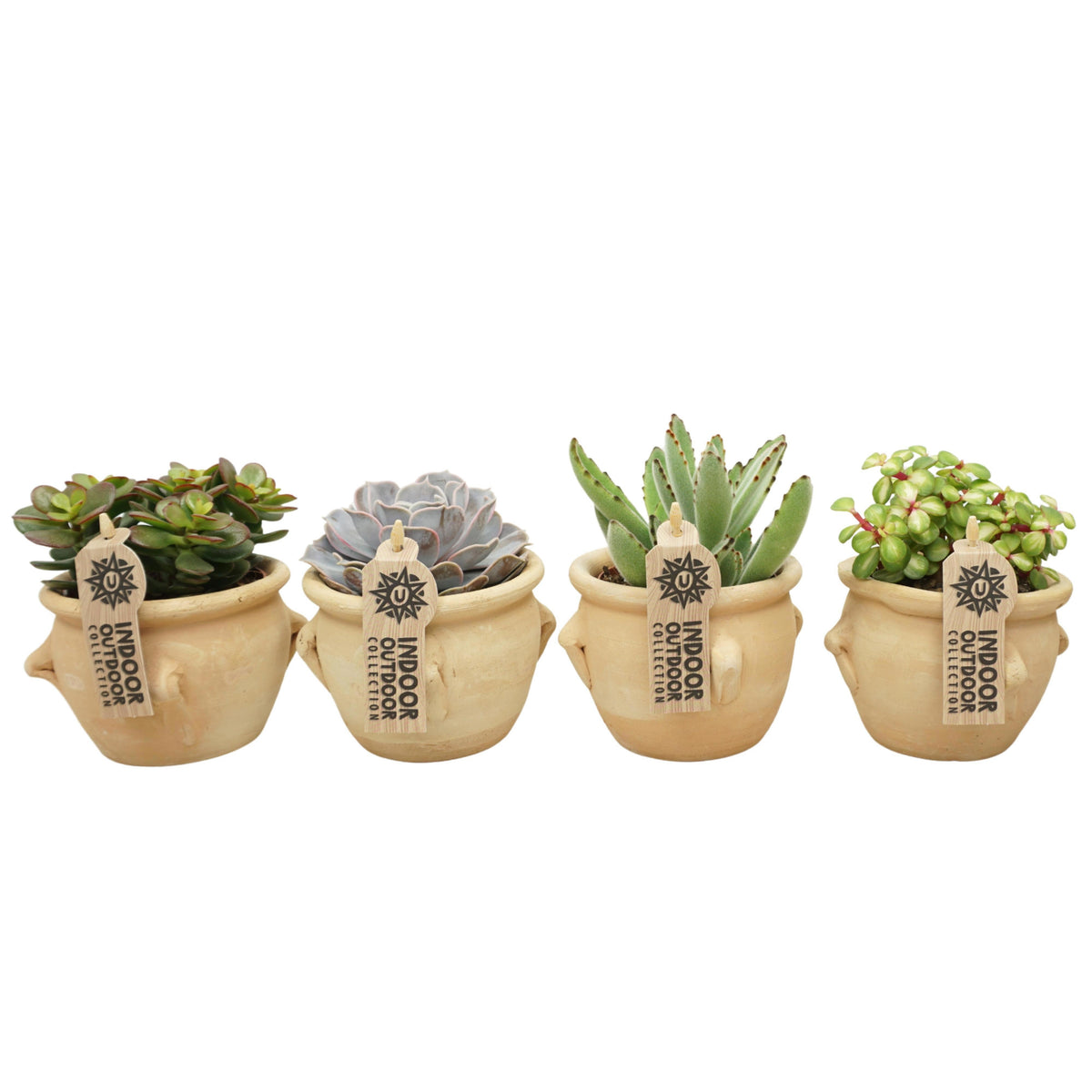 Succulent mix 14cm 8.5cm Pot