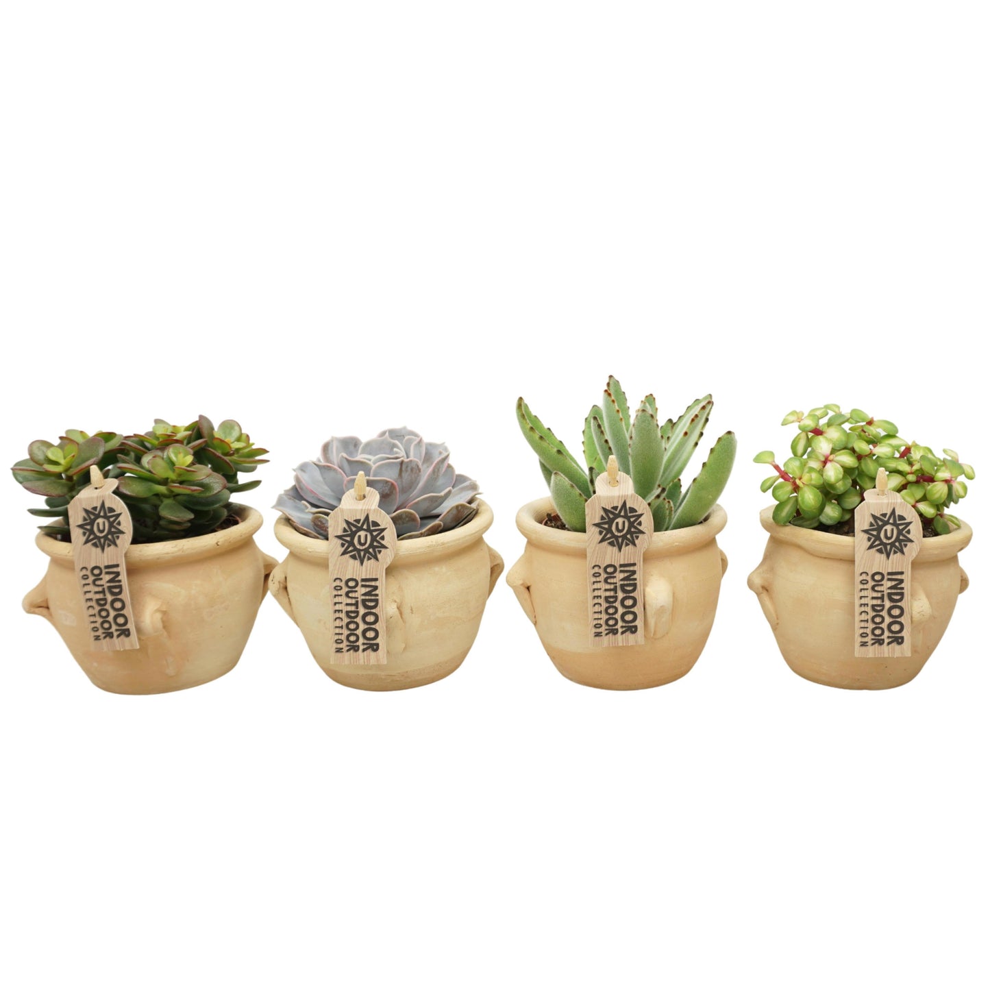 Succulent mix 14cm 8.5cm Pot