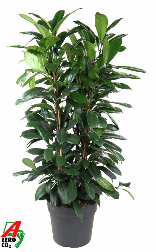 Ficus cyathistipula 120cm 34cm Pot