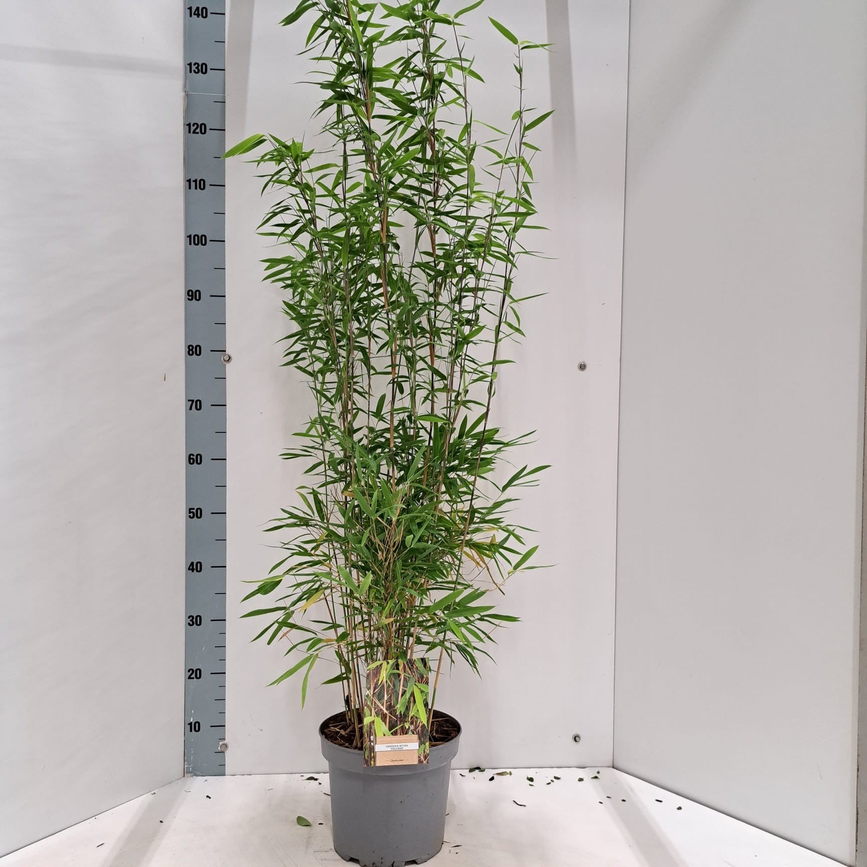 Fargesia nit. Volcano 60cm 23cm Pot