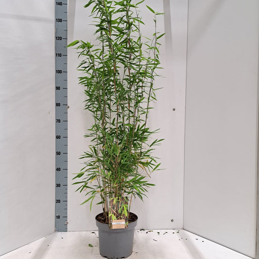 Fargesia nit. Volcano 60cm 23cm Pot