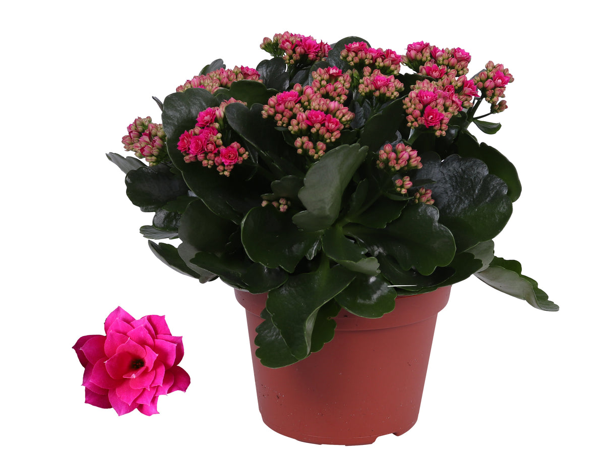Kalanchoe Rosalina Don Victorio 27cm 15cm Pot