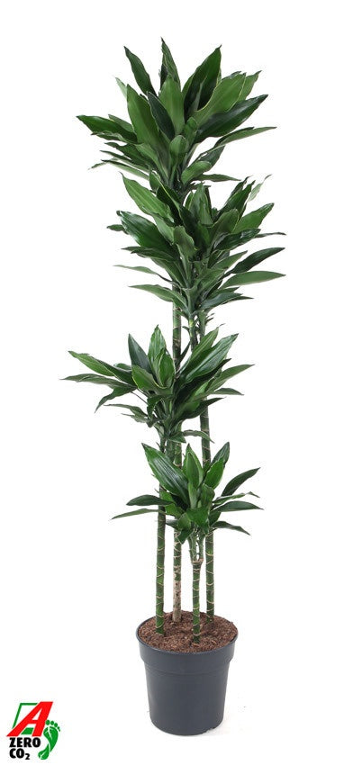 Dracaena fragrans 190cm 27cm Pot
