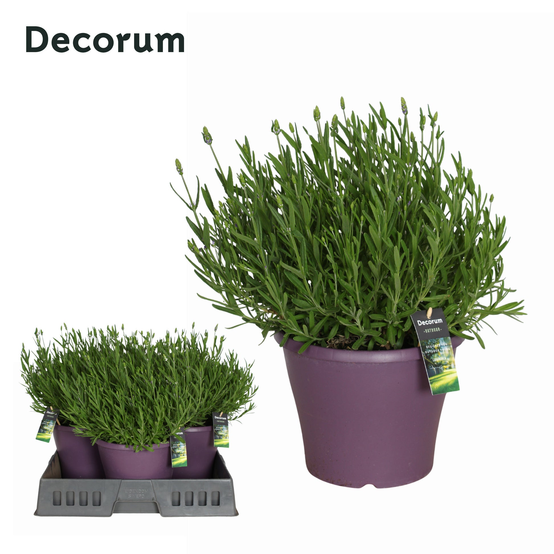 Hillplant BV Lavandula ang. Superblue Pack of 1