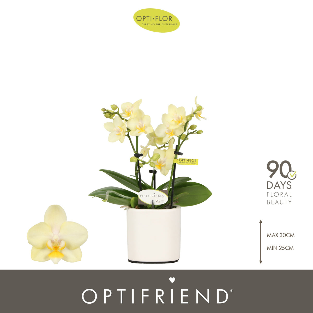 Phalaenopsis yellow 25cm 7cm Pot