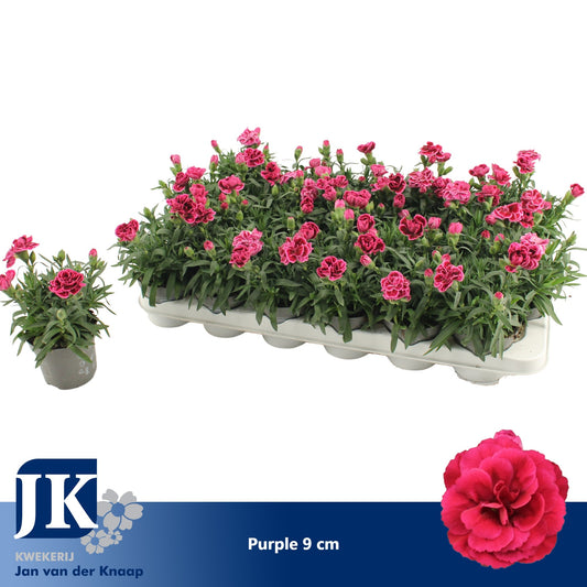 Dianthus Oscar 15cm 9cm Pot