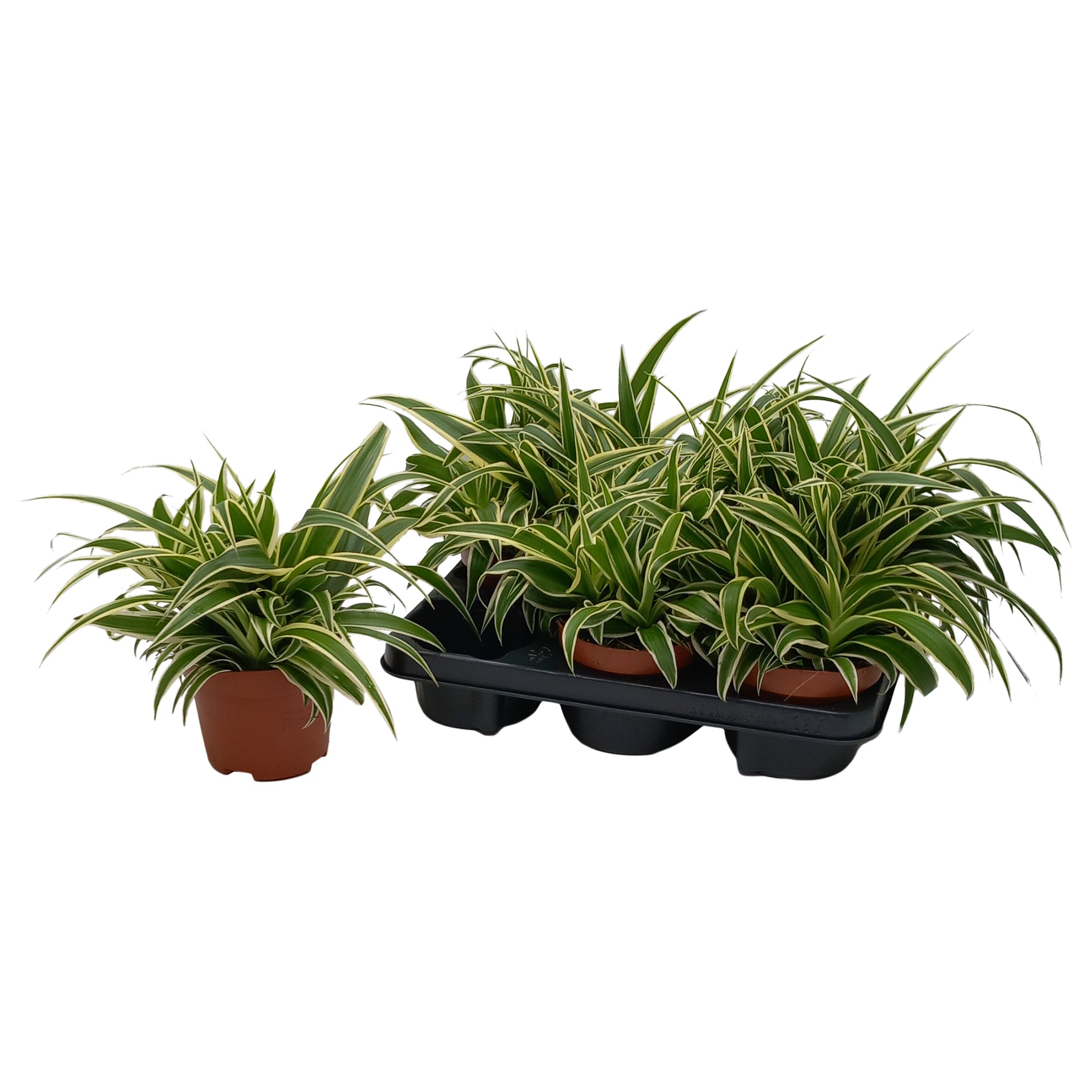 Quakelplant BV Chlorophytum Vittatum Pack of 8