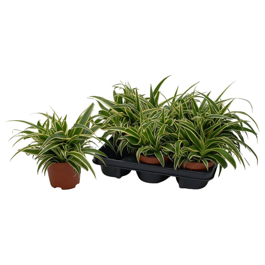Quakelplant BV Chlorophytum Vittatum Pack of 8